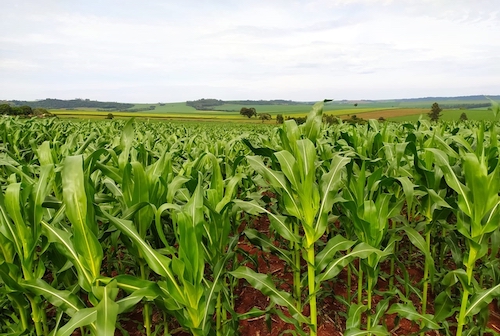 Tecnologia nacional melhora absorção de fósforo no solo e amplia produtividade do milho em até 23,6%, diz Cogny