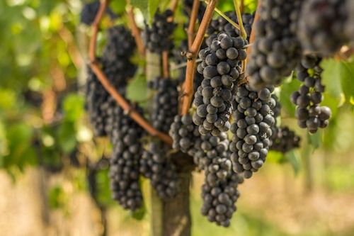 Safra da uva no RS deve superar projeção inicial e chegar a 900 milhões de quilos