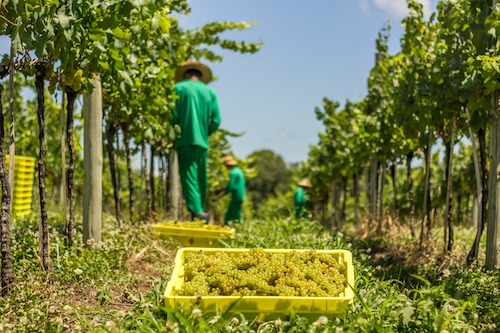 Safra da uva no RS deve superar projeção inicial e chegar a 900 milhões de quilos