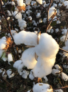 Sucessão soja-algodão promove redução da pragas, doenças e plantas daninhas e melhora a saúde do solo