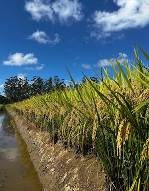 Inseticida para tratamento de sementes Dermacor® da Corteva Agriscience recebe registro para o controle da lagarta-do-cartucho no arroz
