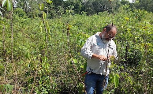  Manejo experimental de combate à praga da mandioca garante Prêmio Samuel Benchimol à Embrapa Amapá 