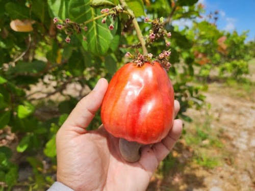 Embrapa abre oferta de material propagativo de novo clone de cajueiro