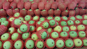 Luz ultravioleta modulada reduz doença pós-colheita e amplia vida útil da goiaba, aponta estudo