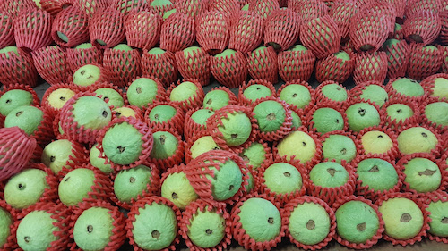 Luz ultravioleta modulada reduz doença pós-colheita e amplia vida útil da goiaba, aponta estudo