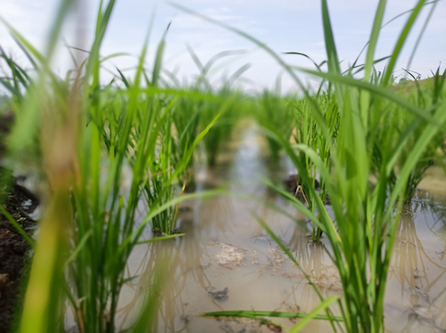 Lado a lado do produtor, FMC apresenta portfólio completo durante a Abertura Oficial da Colheita do Arroz de Santa Catarina