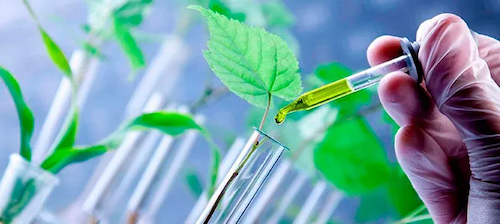 Efeito Priming surge como inovação científica para enfrentar o estresse climático no campo