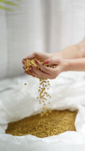 Frísia e Castrolanda iniciam intercooperação estratégica no setor de sementes