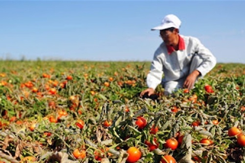 Oferta reduzida eleva preços do tomate e evidencia necessidade de preparo de solo eficiente