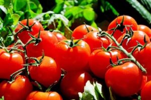 Oferta reduzida eleva preços do tomate e evidencia necessidade de preparo de solo eficiente