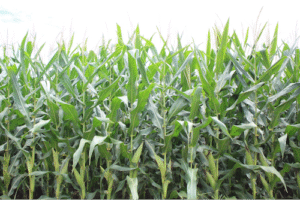 Milho safrinha inicia o ciclo sob pressão e exige decisões certeiras no plantio