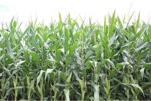 Milho safrinha inicia o ciclo sob pressão e exige decisões certeiras no plantio