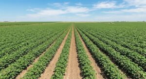 Em busca de eficiência aliada a seletividade, IHARA lança herbicida para a cultura do algodão