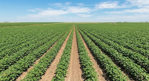 Em busca de eficiência aliada a seletividade, IHARA lança herbicida para a cultura do algodão