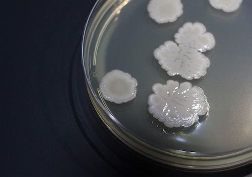 Koppert Brasil confirma presença no Dia de Campo Lar 2026, no Oeste do Paraná