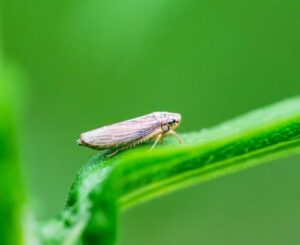 Koppert Brasil confirma presença no Dia de Campo Lar 2026, no Oeste do Paraná