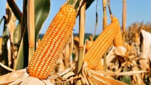 Milho em expansão no Paraná impulsiona lançamentos da LongPing High-Tech para a Safrinha e Safra nas feiras do estado