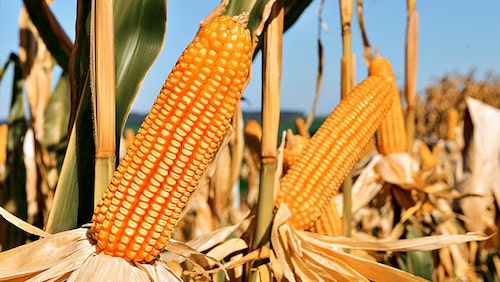 Milho em expansão no Paraná impulsiona lançamentos da LongPing High-Tech para a Safrinha e Safra nas feiras do estado