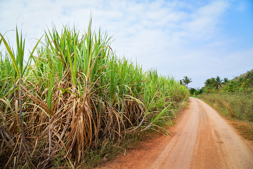 Novas tecnologias auxiliam no melhor desenvolvimento radicular da cana-de-açúcar