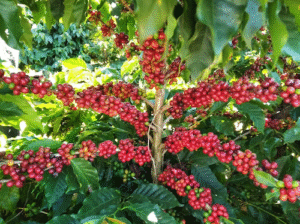 Café lidera alta de alimentos no Brasil e pressiona bolso do consumidor, aponta Neogrid