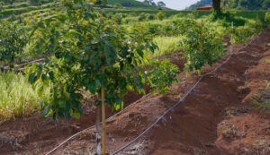 Tecnologia que transforma: irrigação por gotejamento impulsiona produção de café e avocado na Fazenda Vale do Tajá