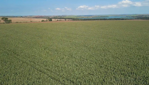 Gotejamento subterrâneo transforma desafios climáticos em resultados no campo: Fazenda Jahu mantém uniformidade produtiva mesmo na seca