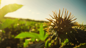 Agricultura tropical e regenerativa ganham espaço na transição climática após COP30