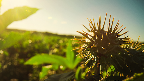 Agricultura tropical e regenerativa ganham espaço na transição climática após COP30