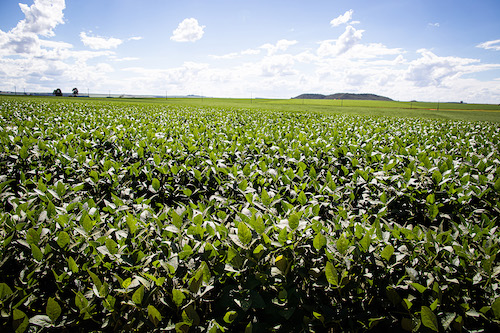 Safra de grãos deve bater novo recorde de área plantada, mas produção pode variar entre regiões