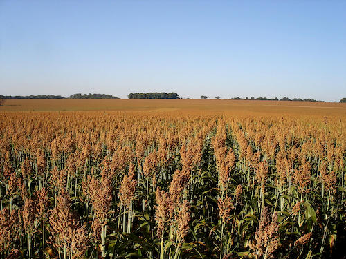 Sorgo avança no calendário agrícola e pode ser destaque da safrinha, revela levantamento da Conab