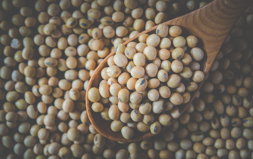 Primeiro caso de ferrugem asiática na Bahia acende alerta para o manejo preventivo