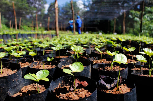 Reflorestamento garante Selo de Sustentabilidade para Porto de Suape