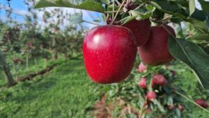 Rasip Agro projeta colher 55 mil toneladas de maçãs na safra 2026