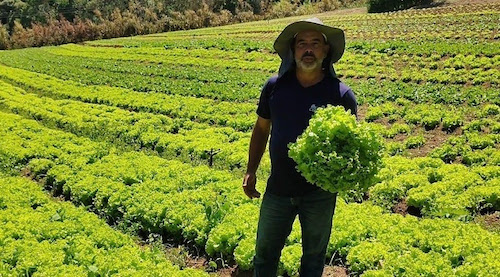 São Paulo é líder disparado na produção nacional de alface