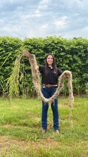 Gramíneas forrageiras se destacam como protagonistas na recuperação de solos compactados