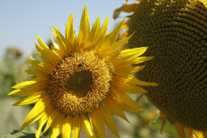 Produção agropecuária de 2025 consolida Goiás como liderança nacional