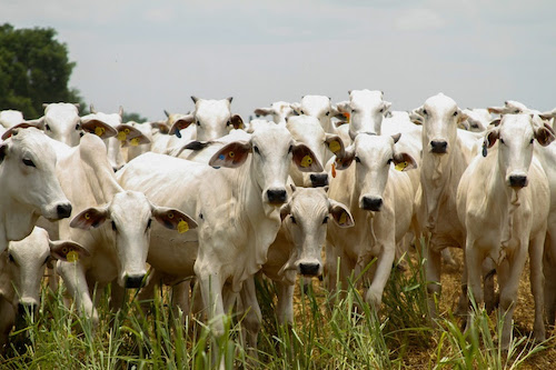 Produção agropecuária de 2025 consolida Goiás como liderança nacional