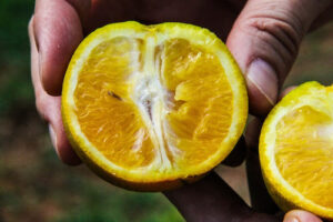 Governo de SP vai investir mais de 3,5 milhões no combate ao Greening