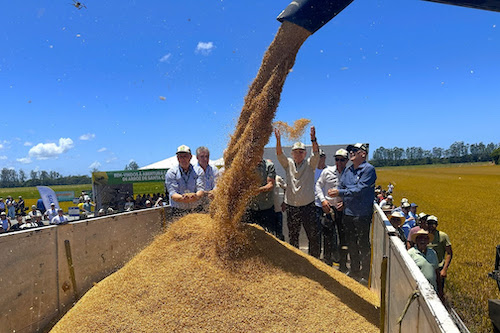 Mesmo diante da crise, setor orizícola catarinense dá início à colheita unido em busca de melhorias