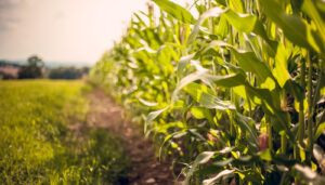 Manejo de defensivos assegura produtividade do milho contra lagarta-elasmo na Safra 2025/26