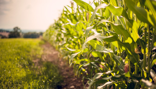 Manejo de defensivos assegura produtividade do milho contra lagarta-elasmo na Safra 2025/26
