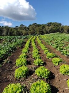 Em Três Barras (SC), resíduo orgânico industrial vira adubo e ajuda agricultores familiares a produzir mais e gastar menos