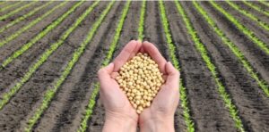 Bioinsumos e fertilizantes são alternativas viáveis para o déficit hídrico na safra de soja de 2026