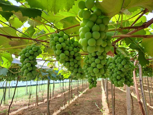 Bioinsumos avançam na hortifruticultura gaúcha e entram no manejo de tomate e uva