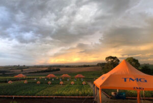 Conecta 2026: TMG apresenta a licenciados e produtores cultivares de soja adaptadas e diferentes regiões do país