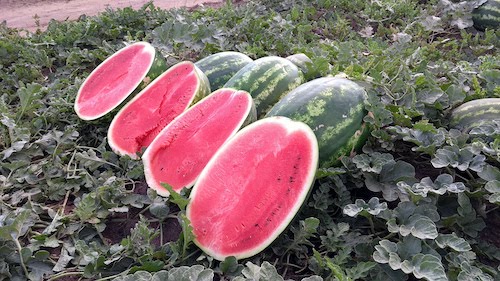 Melancia de alta qualidade impulsiona venda direta e fideliza consumidores no Sul do país