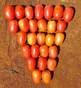 Tomate saladete ganha força no campo brasileiro com foco em qualidade e resistência