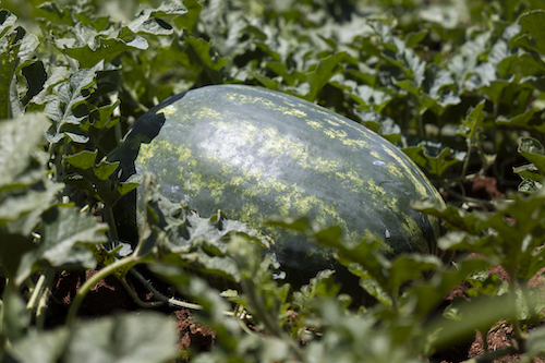 Melancia de alta qualidade impulsiona venda direta e fideliza consumidores no Sul do país