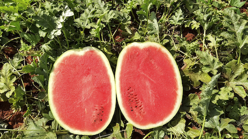 Melancia de alta qualidade impulsiona venda direta e fideliza consumidores no Sul do país