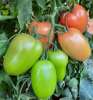Tomate saladete ganha força no campo brasileiro com foco em qualidade e resistência